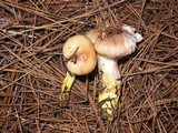 Gomphidius oregonensis image