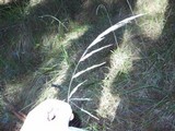 Claviceps purpurea image