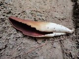 Wynnella silvicola image