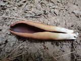 Wynnella silvicola image