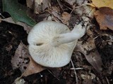 Lyophyllum transforme image