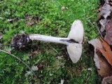 Lyophyllum transforme image