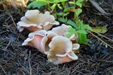 Pleurotus djamor image