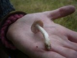 Hygrocybe colemanniana image