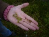 Galerina paludosa image