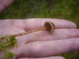 Galerina paludosa image