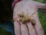 Mycena flavescens image