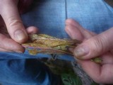 Puccinia glomerata image
