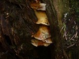 Pholiota spumosa image