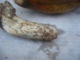 Leccinum versipelle image