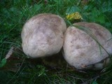 Boletus radicans image