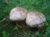 Boletus radicans image