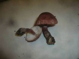 Cystoderma superbum image