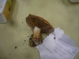 Cortinarius arcuatorum image