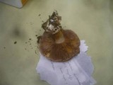 Cortinarius arcuatorum image