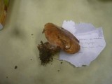 Cortinarius arcuatorum image