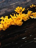 Dacryopinax spathularia image