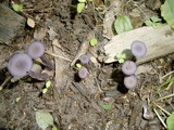 Laccaria amethystina image