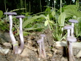 Laccaria amethystina image