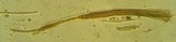 Glyphium elatum image