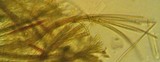 Glyphium elatum image