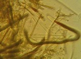 Glyphium elatum image