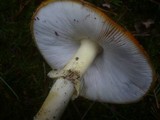Amanita muscaria subsp. muscaria image