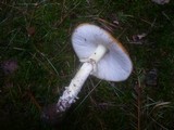 Amanita muscaria subsp. muscaria image