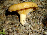 Lactarius croceus image