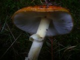 Amanita muscaria subsp. muscaria image
