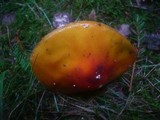 Amanita muscaria subsp. muscaria image