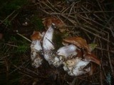 Cortinarius armeniacus image