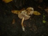 Hebeloma pallidoluctuosum image