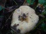 Lactarius acerrimus image