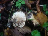 Lactarius acerrimus image