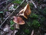 Lactarius britannicus image