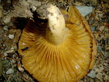 Lactarius croceus image