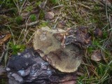 Onnia tomentosa image