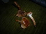 Pholiota mixta image