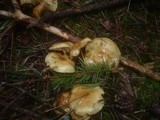 Pholiota spumosa image