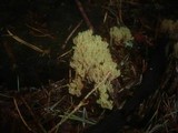 Ramaria abietina image