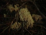 Ramaria abietina image