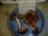 Inocybe perlata image