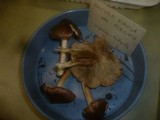 Inocybe perlata image