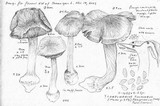 Cortinarius glaucopus image