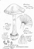 Cortinarius purpurascens image