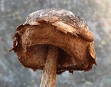 Battarrea phalloides image