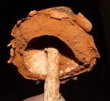 Battarrea phalloides image