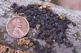 Hypoxylon multiforme image