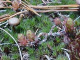 Psilocybe montana image